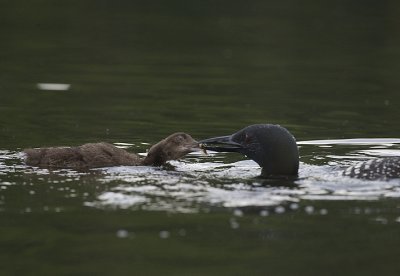 Common Loon feeding chick