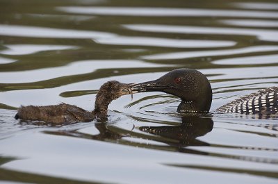 Common Loon feeding chick