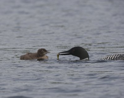 Common Loon feeding chick