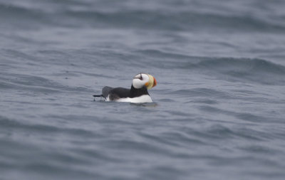 Horned Puffin readys for flight