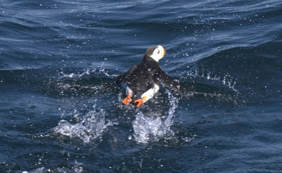 Horned Puffin takes Off