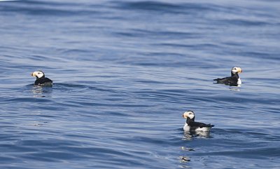 Horned Puffin group