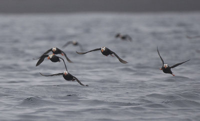 Tufted Puffins in flight