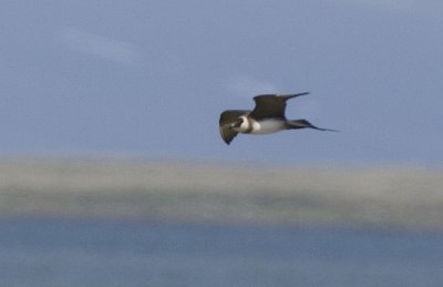 Parasitic Jaeger