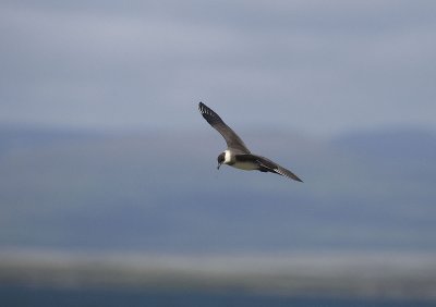 Parasitic Jaeger