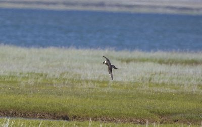 Parasitic Jaeger