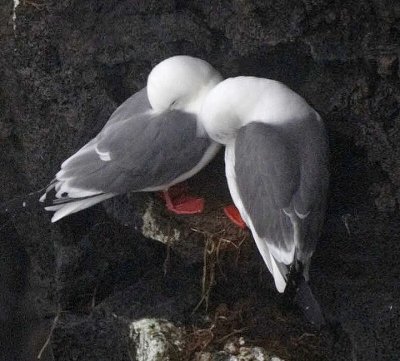 Red-legged Kittiwakes