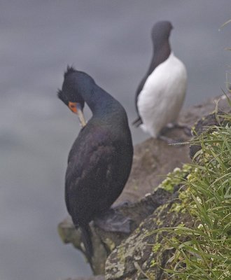 Red-faced Cormorant and e Common Mure