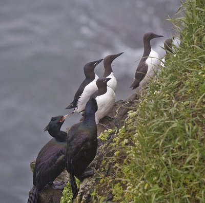 Red-faced Cormorants and Common Mures