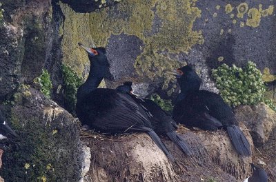 Red-faced Cormorant pair with chick on the nest