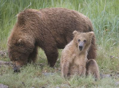 Mother and first year cub