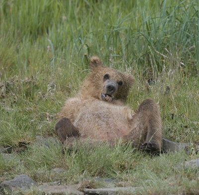 Relaxed Cub