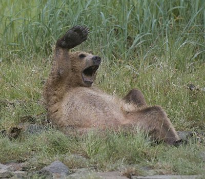 Cub Yawns