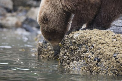 Brown Bear eats Moss