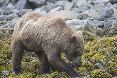 Bear ready to eat moss