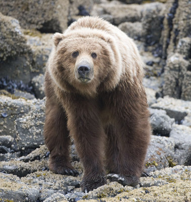 Big Bear look wary