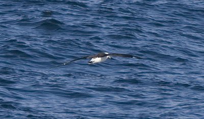 Laysan Albatross