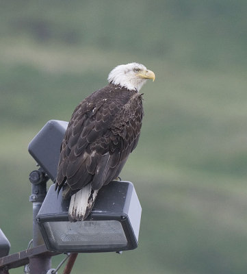 Bald Eagle