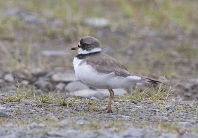 Semi-palmated Plover