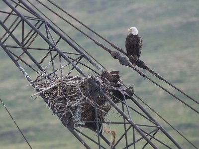 Bald Eagle nests on crane
