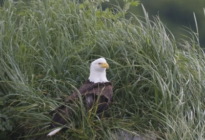 Bald Eagle on nest