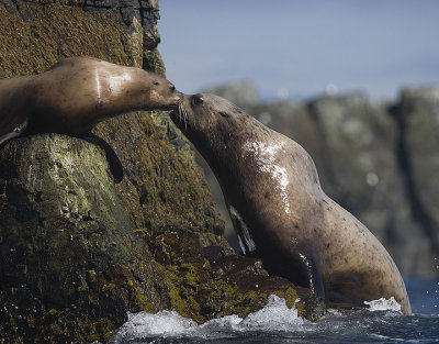 Stellar Sea-lion Dad kisses mom