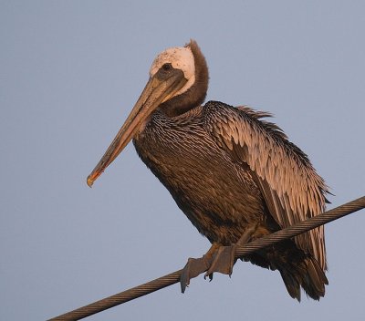 Brown Pelican on wire at sunset