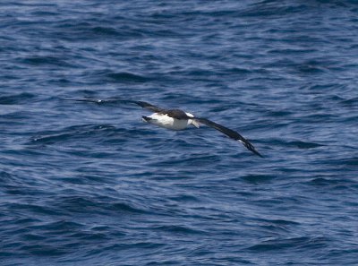 Laysan Albatross