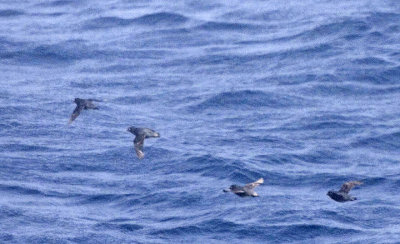 Whiskered Auklets in flight