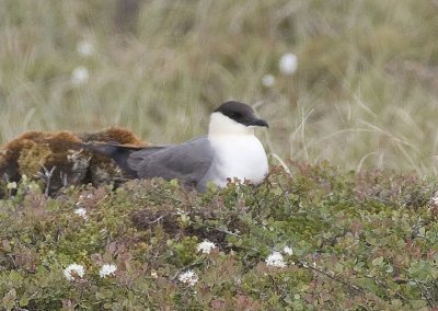 Long-tailed Jaeger