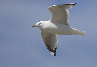 Mew Gulls