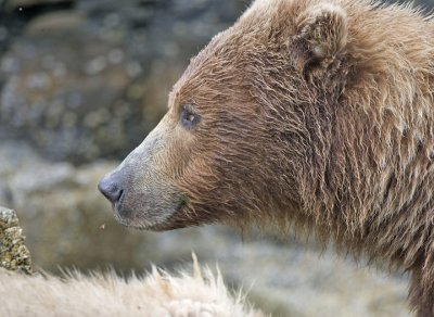 Big Bear watches