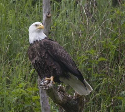 Bald Eagle