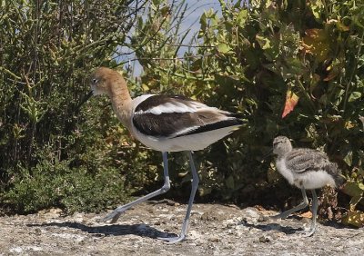 American Avocet parent and chick