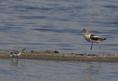 Avocet parent and chick