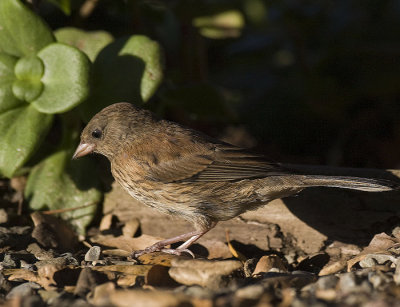 Dark-eyed Junco,juvenile