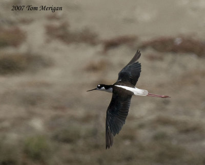 Black-necked Stilt in flight