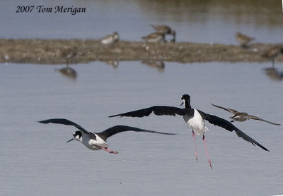 Black-necked Stilts in flight