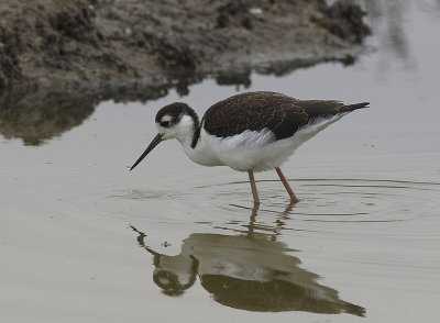 Black-necked Stilt