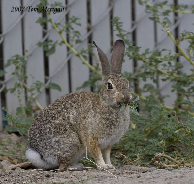 Cottentail Rabbit eating