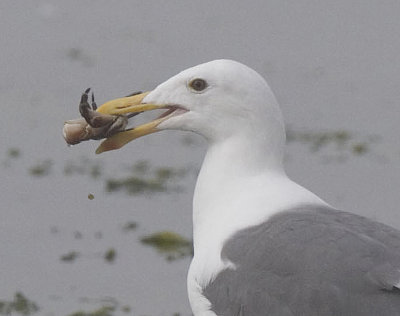 Western Gull with Crab