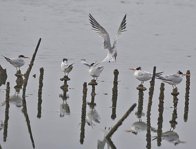 Elegant  Terns sitting on poles with reflections
