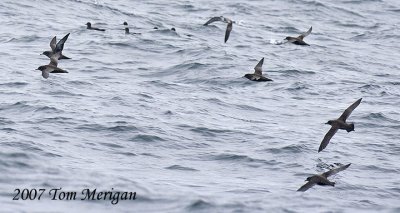 Sooty Shearwaters in flight and in the water