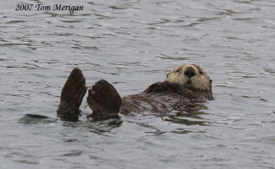 Sea Otter in the AM wrapped in kelp