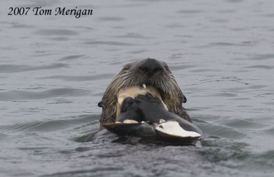 1. Sea Otter eats large clam series