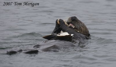 3.Sea Otter eats large clam series