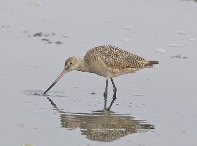 Marbled Godwit on a grey day