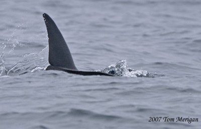 Dorsal fin of a Pacific Whited-sided Dolphin