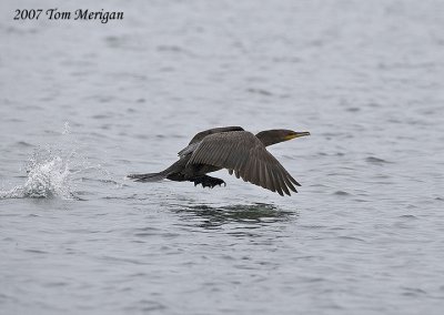 Double-crested Cormorant in flight