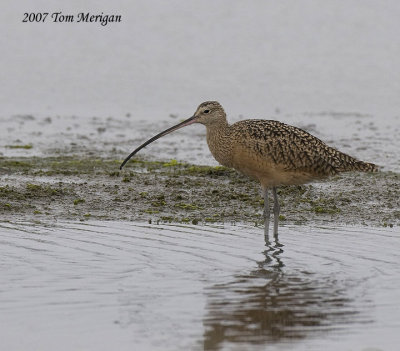 Long-billed Curlew
